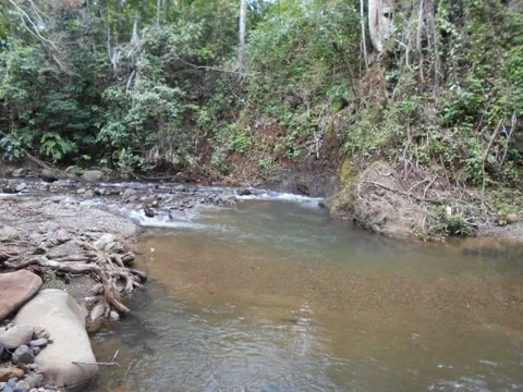 Natural forest river flow Stock Footage 209193338