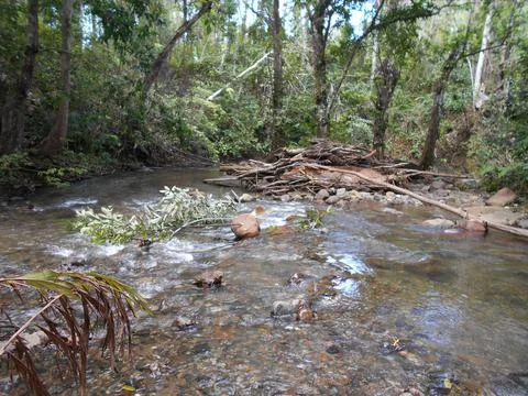 Natural forest river flow Stock Photos