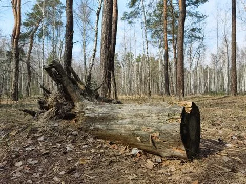 Natural forest scene with decaying fallen trees lying across the forest floor Stock-Fotos