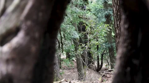 Natural Forest Scene Framed by Large Tree Trunks and Lush Green Vegetation Stock Footage 343639860