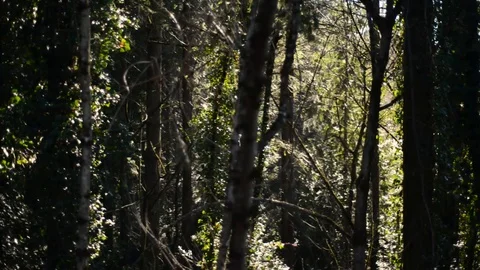 Natural forest scene - slight wind movement pan right to left Stock Footage 101214334
