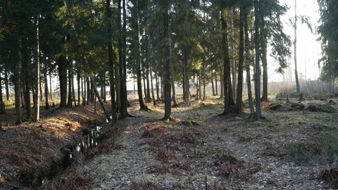  Natural forest of spruce and deciduous forest. Stock Footage 120542678