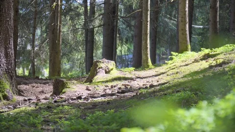 Natural Forest of Spruce Trees Stock Footage 112083385