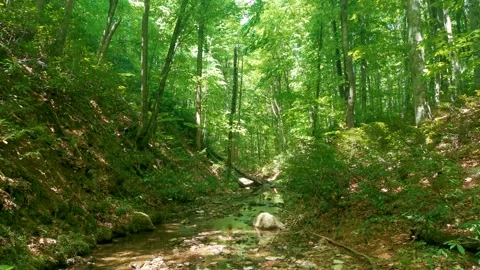 Natural Forest of Spruce Trees.  Stock Footage 167724892