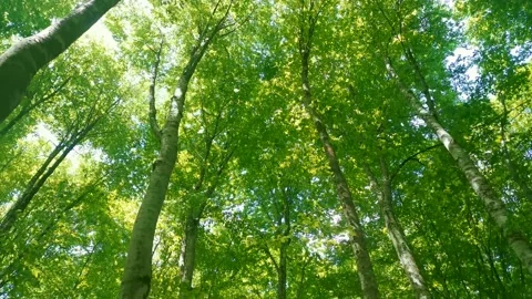 Natural Forest of Spruce Trees.  Stockbeeldmateriaal 167724934