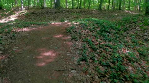 Natural Forest of Spruce Trees.  Vídeo Stock 167725005