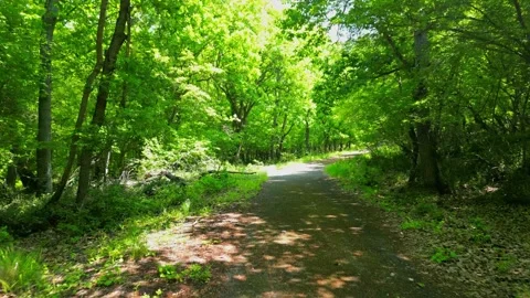 Natural Forest of Spruce Trees.  Video stock 256032675