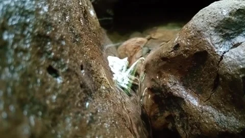 Natural Forest Stream Flowing Across River Stones Stock Footage 329775568