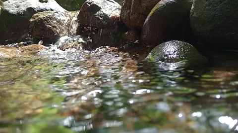 Natural Forest Stream Flowing Over Rocks in Tropical Nature Stock Footage 329759208