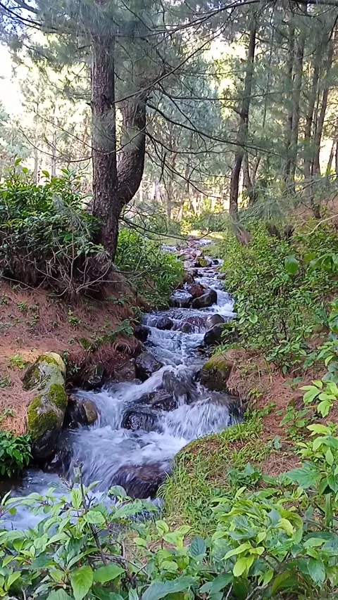 Natural Forest Stream Flowing Over Mossy Rocks in Kashmir | KSH-FOR-2026-06 Stock Footage 337228094