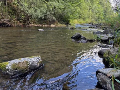 Natural forest stream flowing over mossy rocks. Stock Photos