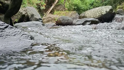 Natural Forest Stream Flowing Through Rocks and Greenery Stock Footage 329818461