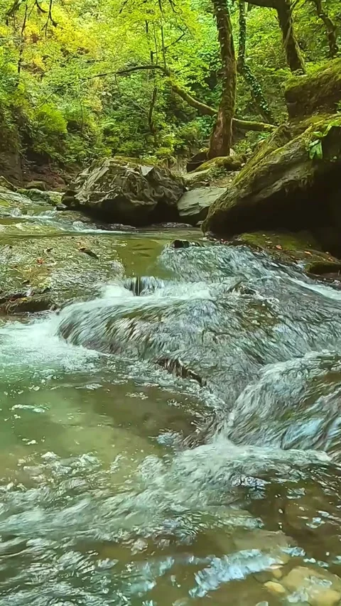 Natural forest stream with flowing water. Vídeos de archivo 335741474