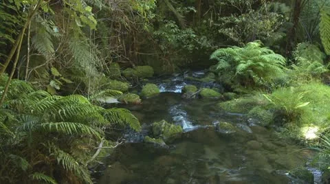 Natural forest  stream Video stock 10856111