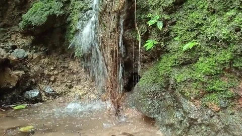 Natural Forest Stream Waterfall Flowing in Lush Tropical Jungle Stock Footage 329779488