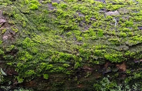 Natural forest texture with moss covered wood 写真素材
