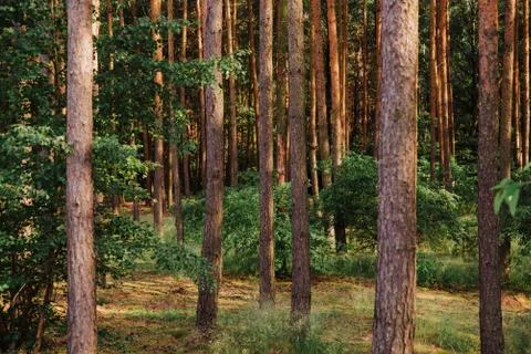 Natural forest theme, tree background 스톡 사진
