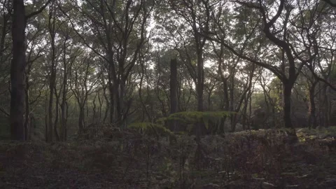 Natural Forest With Thin Trees And Wild Plants At North Downs, England - Stock Footage 162545443