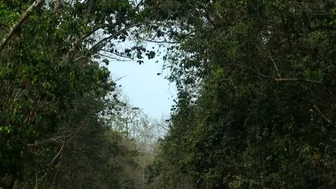 Natural forest tunnel with dense trees forming canopy Video stock 332611420