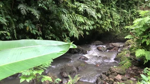 Natural forest water stream flowing over rocks tropical relaxation background Stock Footage 332227701