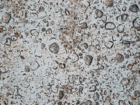 Natural fossil limestone texture with embedded shells weathered rock backgrou Stock Photos