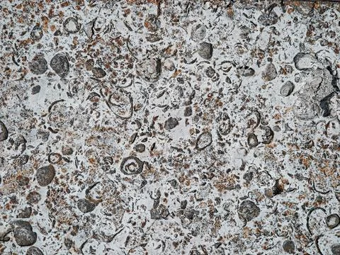 Natural fossil limestone texture with embedded shells weathered rock backgrou Stock Photos