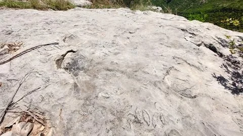 Natural Fossilized Shell Patterns Embedded in Ancient Limestone Rock Surface Foto stock