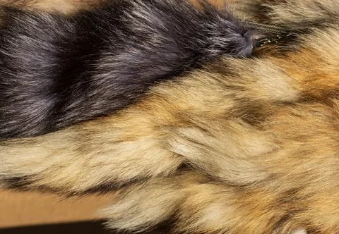 Natural fox fur as background. Stock Photos