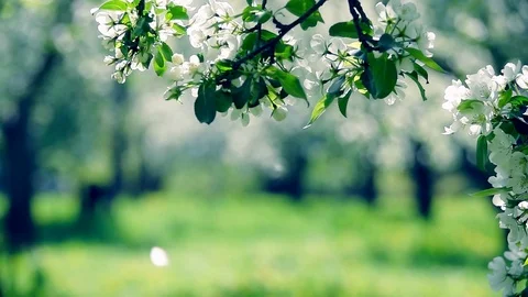 Natural frame with blooming apple tree branch and falling petals. Slow mo Stock Footage 124054977