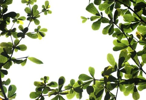 Natural frame border with copy space for text Stock Photos