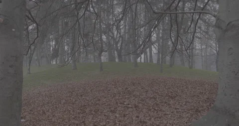 Natural frame of hill with trees above a strip of green grass orange dry leaves Video stock 146995384