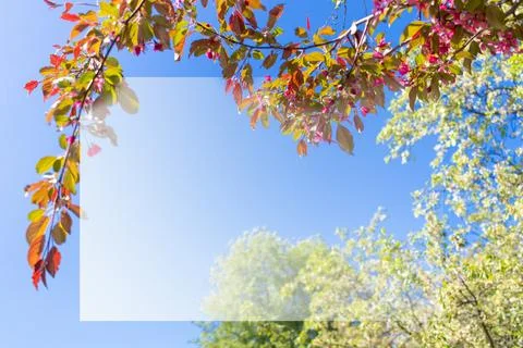 Natural frame of spring apple tree branches against blue sky on sunny afterno Stock Photos