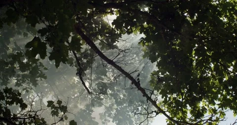 Natural frame wallpaper of dense woods with white fog and shining sunrays. Green Stock Footage 141522018