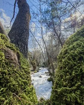 Natural Framing of a Forest River Between Mossy Trees Stock Photos