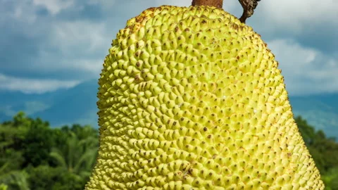 Natural fresh Jackfruit texture on the beautiful nature background 스톡 동영상 90732491