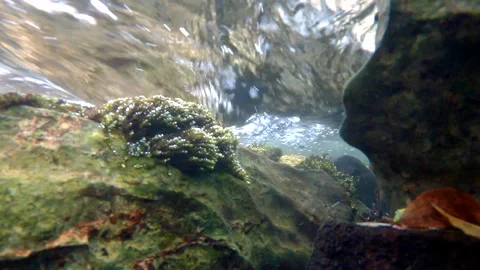 Natural, fresh river flows between Stock-Footage 251655233