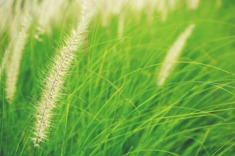 Natural fresh ruby grass abstract background close up Stock Photos