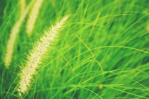 Natural fresh ruby grass abstract background close up Stock Photos