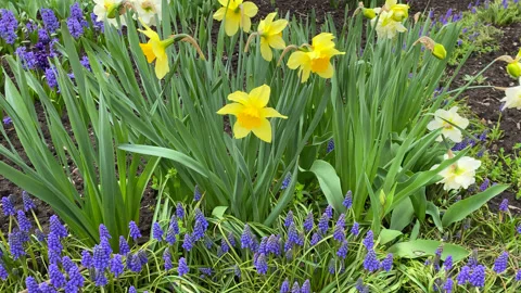 Natural fresh spring flowers growing on the ground Stock Footage 239201730