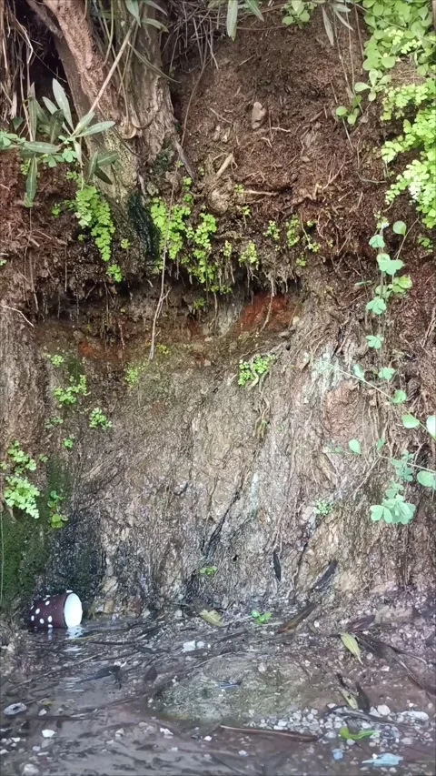 Natural Fresh Water Spring Dropping from Mossy Earth Wall Stock Footage 335695609