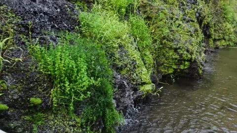 Natural fresh water trickling down a mossy rock wall into a river Stock Footage 337765411