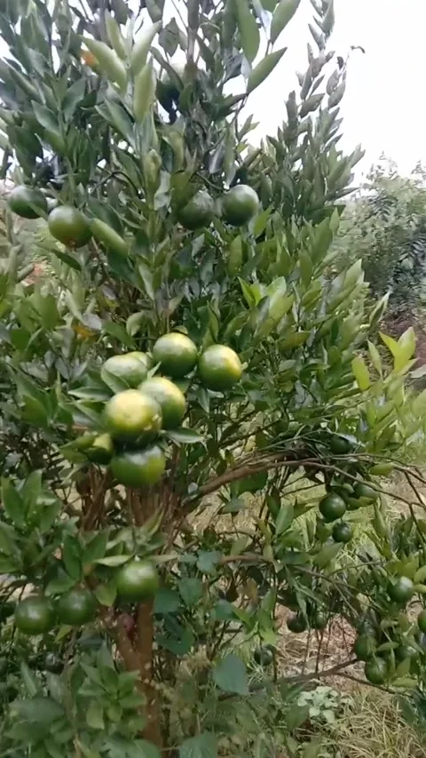 Natural freshness Stock Footage 239610797