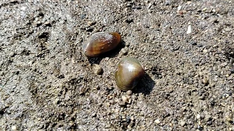 Natural freshwater shellfish from river ecosystems, known for their tender textu 库存影片 333563526