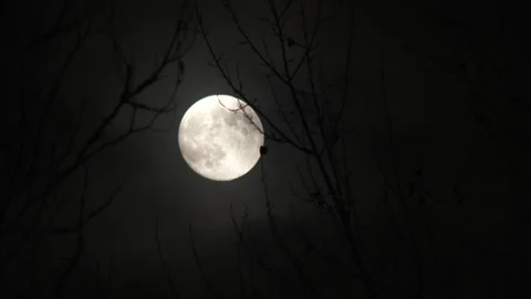 Natural Full Moon With Eerie Trees And Clouds Stock Footage 342166817