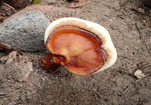 Natural Ganoderma mushroom growing on sandy and rocky soil Stock Photos