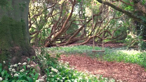 A Natural Garden With A Tree Swing Stockbeeldmateriaal 153678744
