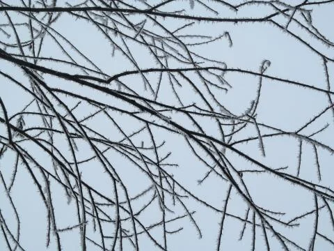 Natural geometric winter pattern of lines of tree branches in hoarfrost Stock Photos