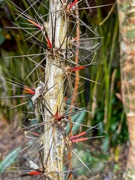 Natural Geometry – Radial pattern of spines and textures on tropical tree trunk Stock Photos