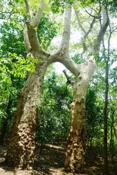 The natural grafting of two trees of same species, Terminalia Arjuna trees Stockfoto's