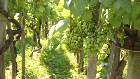 Natural grapes in the vineyard maturing Stock Footage 134479996